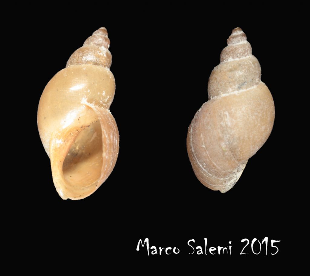Hydrobiidae?   No, Lymneidae: Galba truncatula